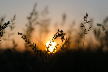 Obraz premium green grass at sunset