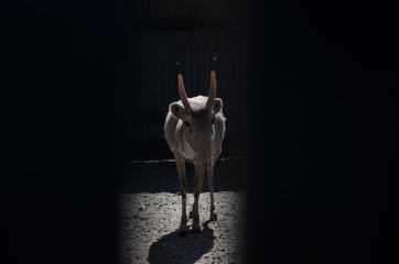 Fototapeta premium Close-up of the saiga in the paddock