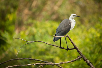 Bird resting