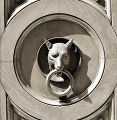 Fototapeta premium The wolf and the knocker