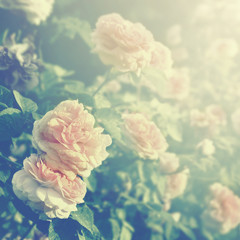 Pink rose flowers background. Springtime.
