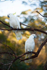 Cockatoo Friends