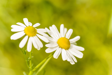chamomile flowers