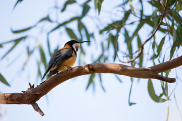 Eastern Spinebill on tree branch