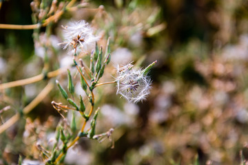 Old white dandelion.