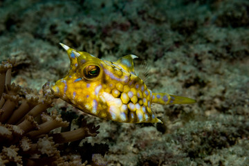 Thornback cowfish