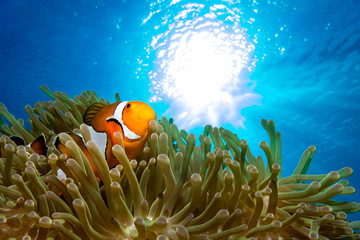 Ocellaris clownfish