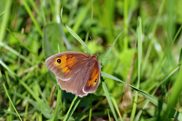 Das Ochsenauge gehört zu den Tagfaltern