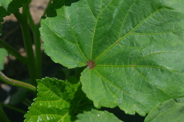 オクラの葉
