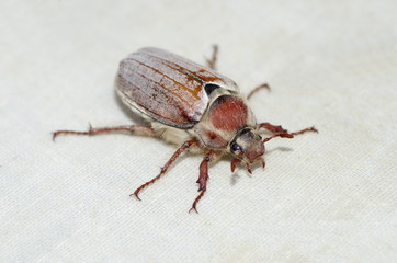The may beetle (lat. Melolontha vulgaris) close-up