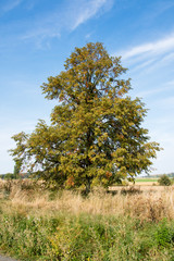 Big autumn tree.