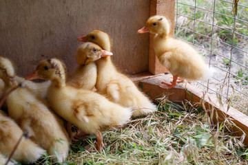 ducklings on a green grass
