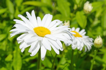 Terry chamomile