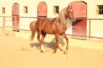 Arabian Horse in a sandy ranch/ featuring Arabian Horse in a sandy field in sunny day