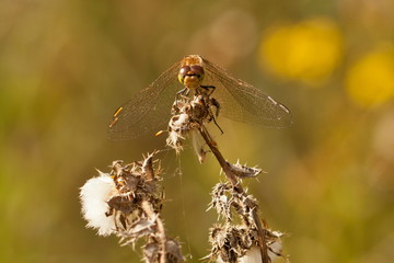 Common Darter Dragonfly on Thistle (sympetrum striolatum)