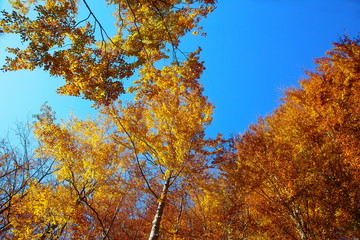 Golden treetops, with beautiful bright blue sky.