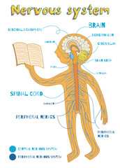 vector cartoon illustration of human nervous system for kids