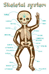 vector cartoon illustration of human skeletal system for kids
