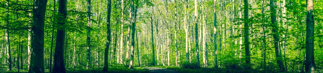 Fotobehang Deens bos met groene bomen © Polarpx