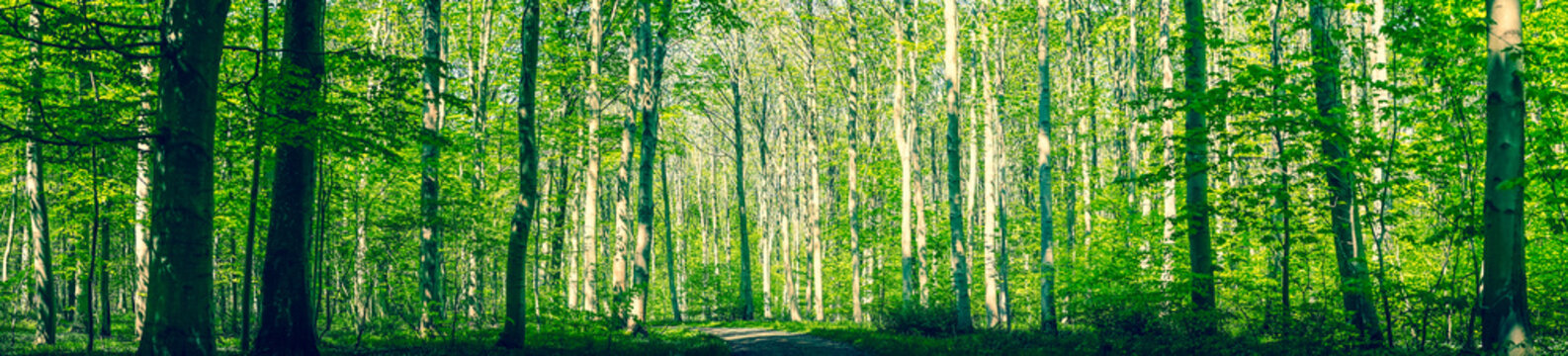 Fototapeta Danish forest with green trees