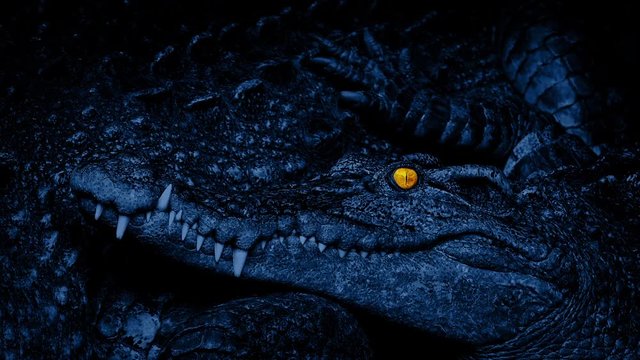 Baby Crocodile With Eyes Glowing