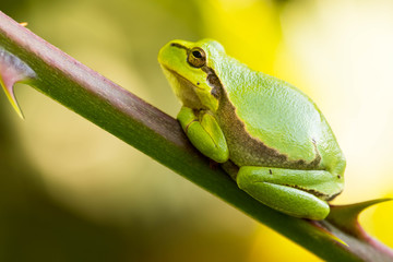 Europäische Laubfrosch (Hyla arborea)