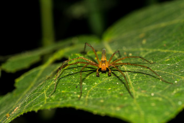 Spider