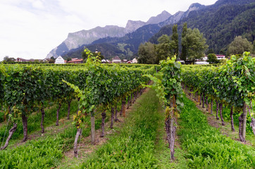 Fototapeta na wymiar Vineyard in Swiss Rhine Valley, with Grapes Ripening in Late Summer. Jenins Municipality (Landquart District, Maienfeld Circle, Canton of Graubünden, Switzerland) in the Background.
