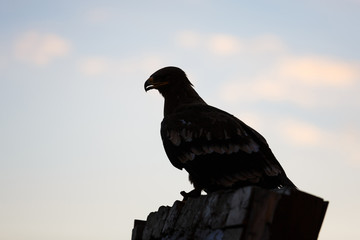 Silhouette of eagle