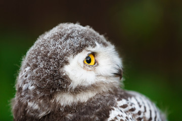 Snowy owl chick