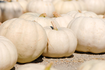 Hundreds of lumina pumpkins