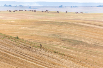 Obraz premium Landscape with bales of straw laying in background and several predator birds huntung from the close hill. Authentic farm series.