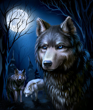 wolf