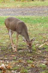 Whitetail Deer Doe