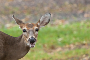 Whitetail Deer Doe