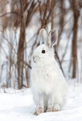 Naklejka premium Snowshoe hare or Varying hare (Lepus americanus) standing in a snowy meadow in winter in Canada