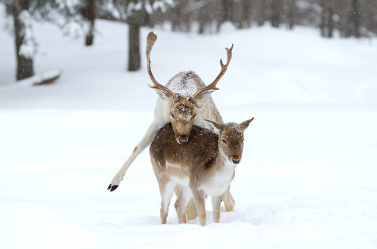 Fallow deer mating in winter