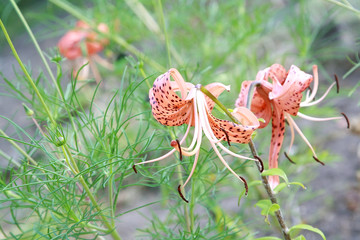 Orange garden lilies