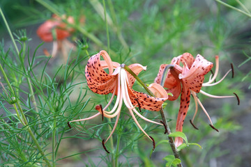 Orange garden lilies