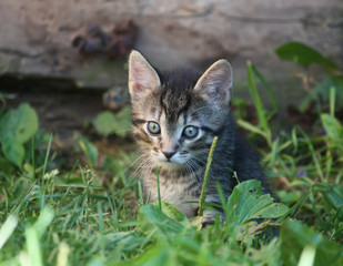 Naklejka na ściany i meble Adorable kitten outdoors