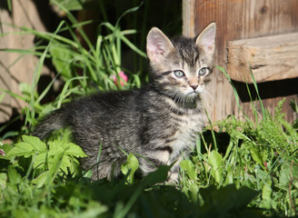 Adorable kitten outdoors