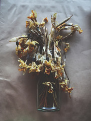 Dried daffodils flowers