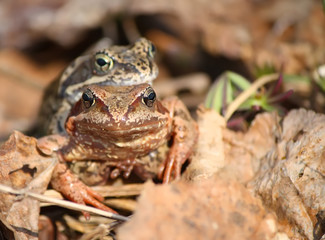 Two frogs on the dry leaves