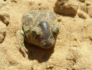 Frog in a sand