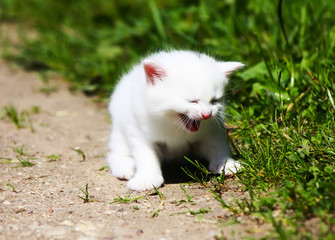 Naklejka na ściany i meble White kitten outdoors