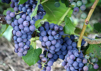Ripe grapes outdoors