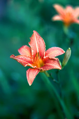 Orange lily flowers