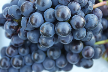 Ripe grapes 