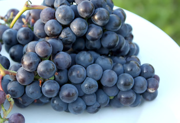 Ripe grapes outdoors