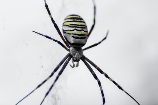 big yellow spider with black stripes. macro